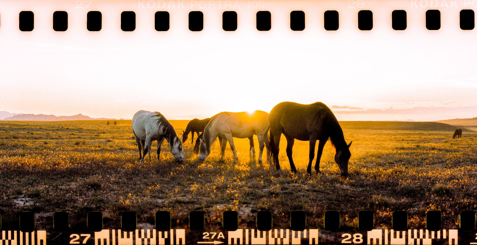 Wild horses grazing at sunset in the Utah west desert, a panoramic frame on Kodak Portra 400 film with the sprocket holes showing