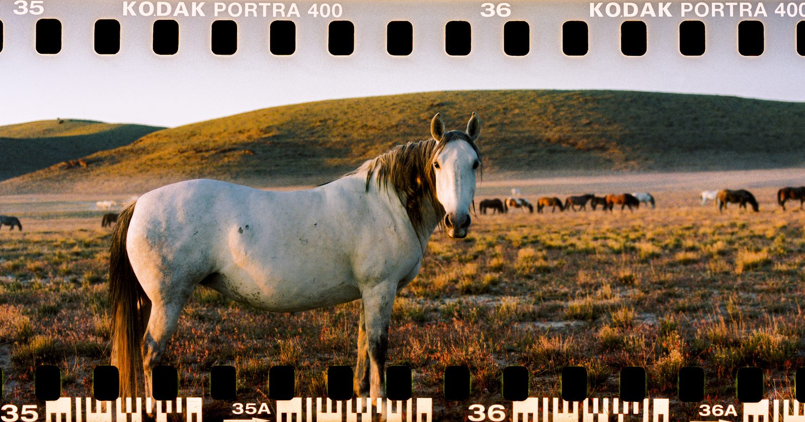 A white wild horse facing the camera with a herd grazing behind it in the Utah west desert, a panoramic Kodak Portra 400 frame