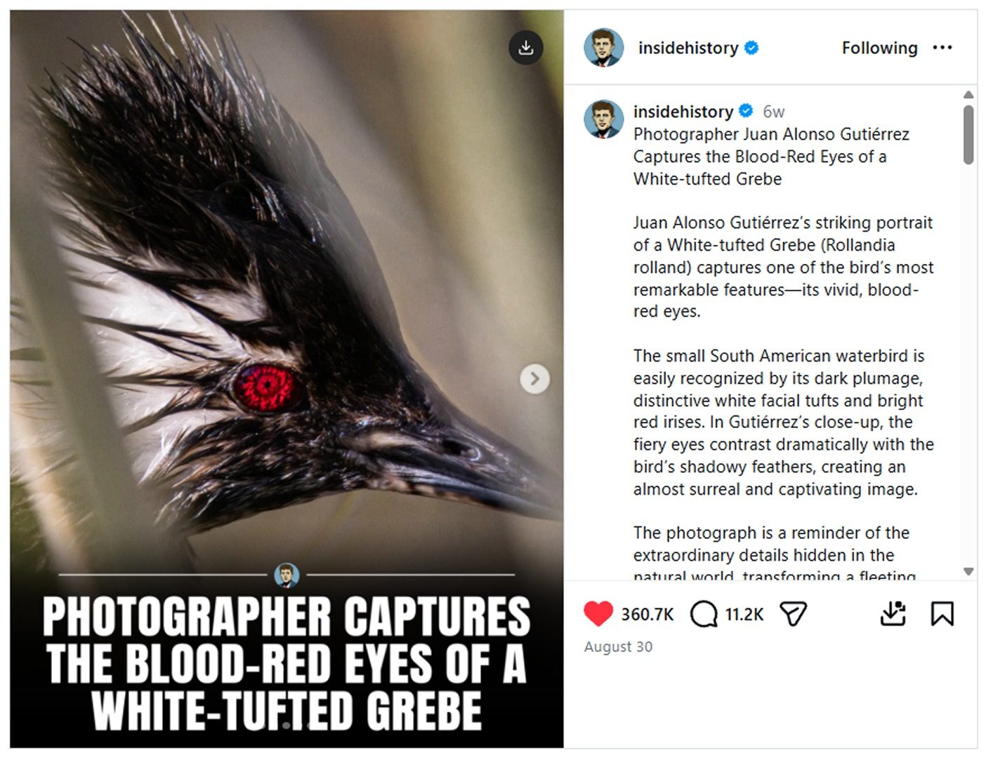 Screenshot of an Inside History Instagram post on photographer Juan Alonso Gutiérrez's close-up of a white-tufted grebe's blood-red eye, with 360.7K likes