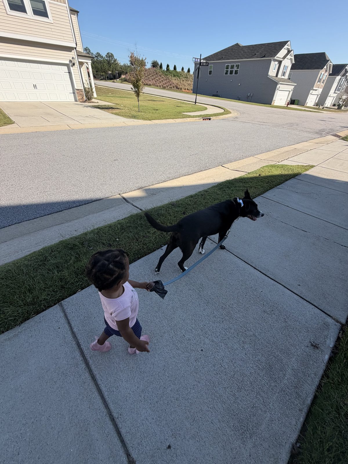 A toddler in pink holding the leash of a black dog on a sunny sidewalk